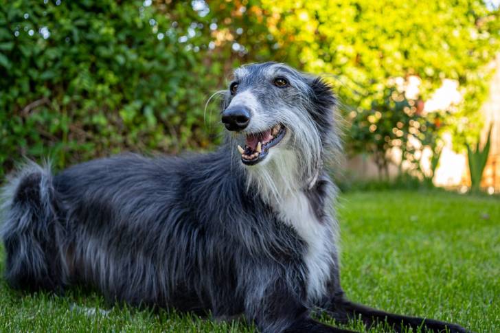 Photo Lévrier de Soie