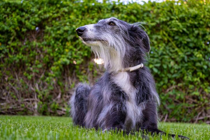 Photo Lévrier de Soie