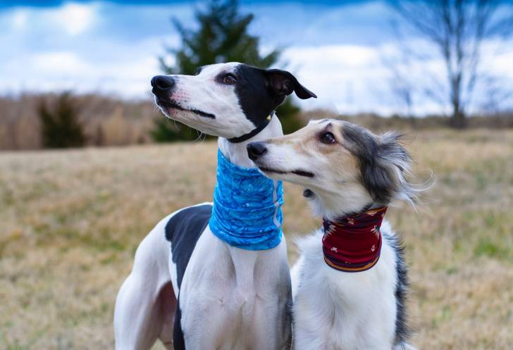 Photo Lévrier de Soie