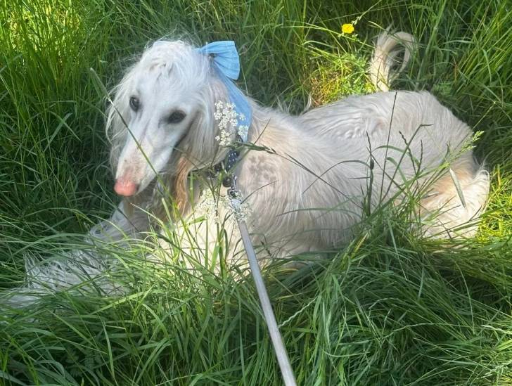 Un Lévrier de Soie sur une surface herbacée et qui est tenu en laisse 