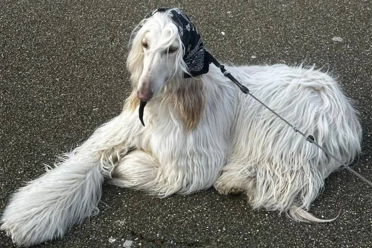 Un Lévrier de Soie allongé sur une surface bitumée et qui est tenu en laisse 
