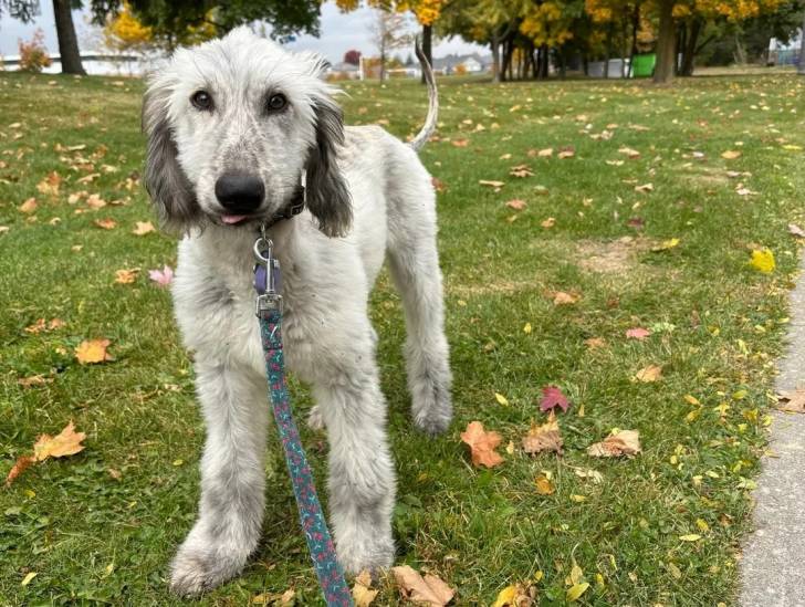 Un Lévrier de Soie sur un terrain herbeux et qui est tenu en laisse 