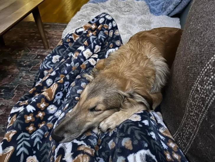 Un Lévrier de Soie allongé sur un canapé et semblant dormir 