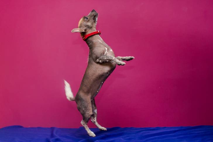 Rony - Chien Pila Argentin