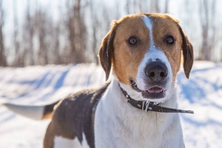 Photo Chien Russe Arlequin