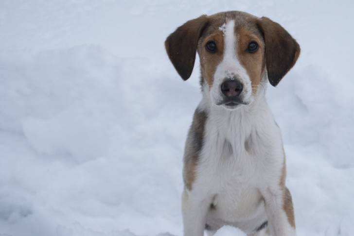 Photo Chien Russe Arlequin