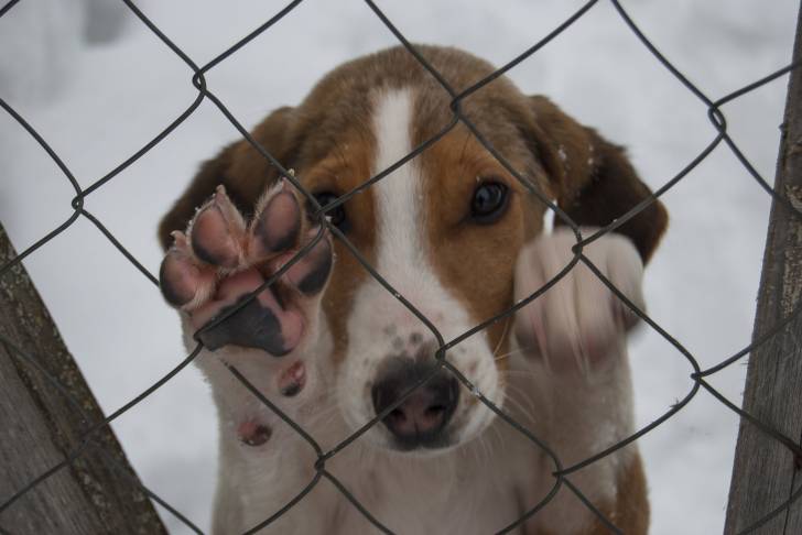 Photo Chien Russe Arlequin