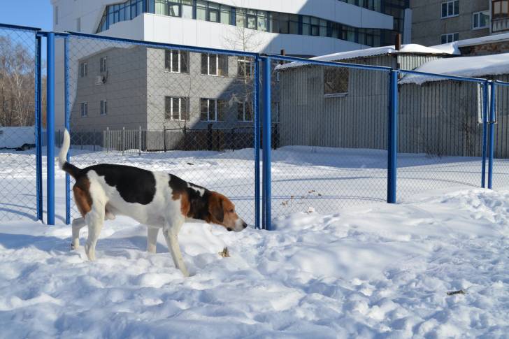 Photo Chien Russe Arlequin