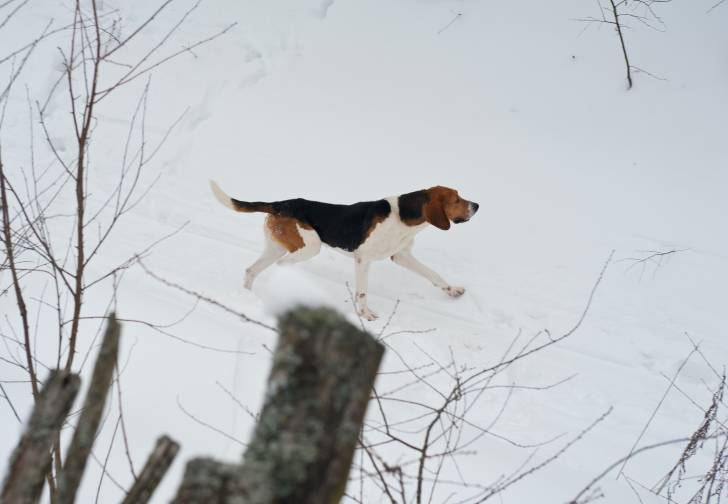 Photo Chien Russe Arlequin