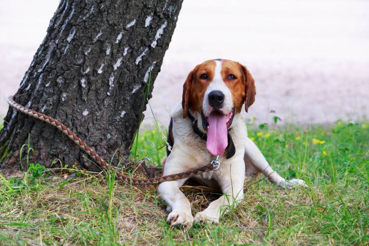 Photo Chien Russe Arlequin