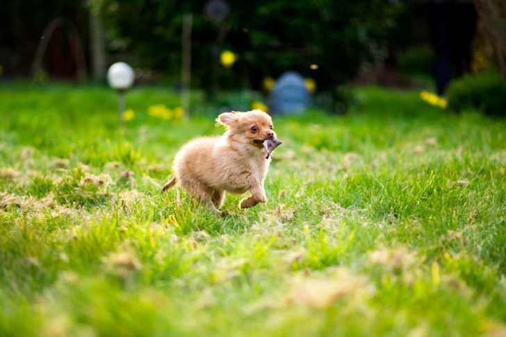 Photo Pomchi