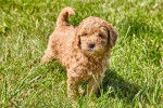 Un petit GoldenDoodle debout dans l'herbe