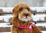 Photo Goldendoodle
