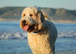 Un Goldendoodle à la mer