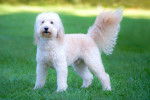 Photo Goldendoodle