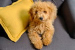 Photo Goldendoodle