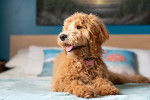 Photo Goldendoodle