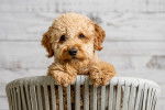 Photo Goldendoodle