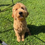 Un Goldendoodle assis sur une surface herbacée 