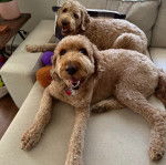 Deux Goldendoodle allongés sur un canapé 