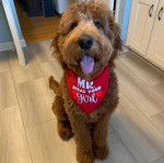 Un Goldendoodle tirant la langue et portant un bandana