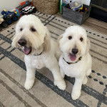 Deux Goldendoodle assis sur un tapis et portant tous deux un collier autour du cou