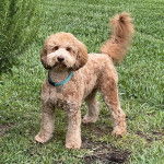 Un Goldendoodle sur un terrain herbeux et portant un collier autour du cou