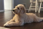 Un Goldendoodle allongé sur un plancher 