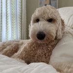 Un Goldendoodle allongé sur un lit et semblant détendu 