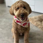 Un Goldendoodle assis sur un sol carrelé et portant un foulard autour du cou