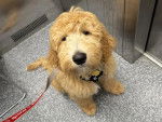 Un Goldendoodle assis dans un ascenseur et qui est tenu en laisse 