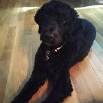 Un Goldendoodle allongé sur un plancher et portant un collier autour du cpu