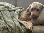Un Goldendoodle allongé sur un canapé et regardant vers la caméra 