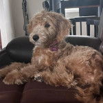 Un Goldendoodle allongé sur un fauteuil et portant un collier autour du cou 
