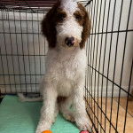 Un Goldendoodle assis dans une cage 