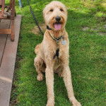 Un Goldendoodle assis sur un terrain herbeux et qui est tenu en laisse 