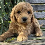 Un Goldendoodle allongé sur un banc en bois 