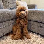 Un Goldendoodle assis sur une moquette et semblant détendu 