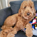Un Goldendoodle allongé sur un canapé 