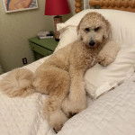 Un Goldendoodle allongé sur un lit et regardant vers la caméra 