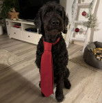 Un Goldendoodle assis sur un plancher et portant une cravate 