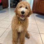 Un Goldendoodle sur un sol carrelé et portant un collier autour du cou