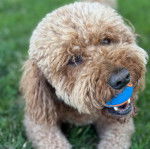 Un Goldendoodle sur un terrain herbeux et ayant une balle dans sa gueule