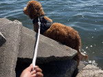 Un Goldendoodle dans l'eau et qui est tenu en laisse 
