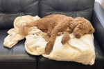 Un Goldendoodle allongé sur un canapé 