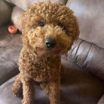 Un Goldendoodle assis sur un canapé 