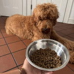  Un Goldendoodle allongé sur un sol carrelé, semblant vouloir manger