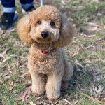 Un Goldendoodle assis sur un terrain herbeux et portant un collier autour du cou