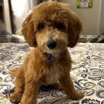 Un Goldendoodle assis sur un lit et portant un collier autour du cou