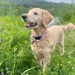 Un Goldendoodle sur un terrain herbeux et portant un collier autour du cou
